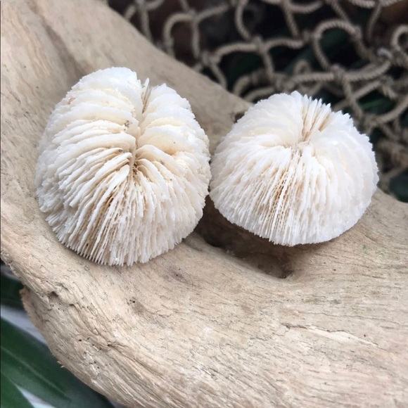 (2) Real Mushroom Cap Corals Lot Beach Nautical Coastal Collecting DIY Crafting - Picture 2 of 11